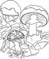 Coloring Champignon Mushrooms Coloriage Pages Kids Color Imprimer Print Dessin Colorier Printable sketch template
