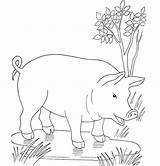 Colorir Imprimir Puddle Pig Cerdo Porcos Maiale Chiquero Atividades sketch template
