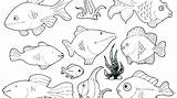 Ray Coloring Fish Getdrawings Pages sketch template
