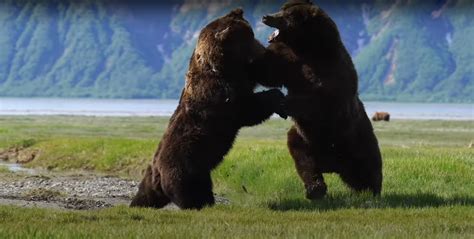 alaskan grizzly bears fight