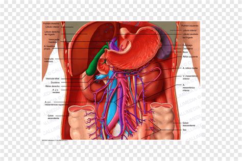 bauch menschliche anatomie organ menschlicher koerper andere abdomen