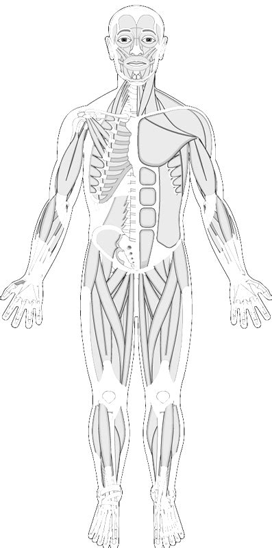 list  muscular system coloring pages