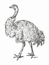 Coloring Ostrich Emu Pages Clipartpanda Realistic Getcolorings Coloringbay Terms Printable Getdrawings Clipart sketch template