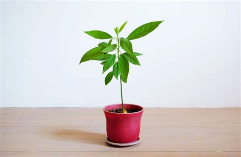 Are Avocado Plants Indoor Or Outdoor A Guide To Growing Avocados At