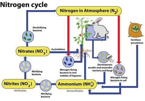 describe  nitrogen cycle      diagram
