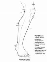 Leg Anatomy Coloring Human Printable Pages Worksheet Worksheets Foot Blank Diagram Bones Lower Muscle Template Muscles Limb Comment sketch template