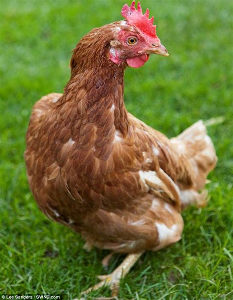 dont count  chickens leave  sums   rescued battery hen