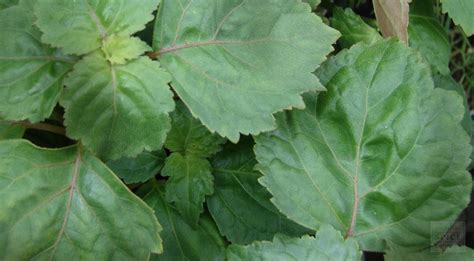 buy wholesale patchouli monterey bay herb
