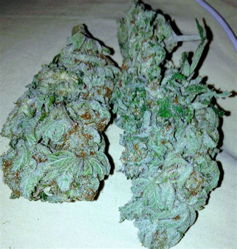 pin  jaaniceee  marijuana pinterest medical marijuana bud