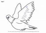 Pigeon Drawingtutorials101 sketch template