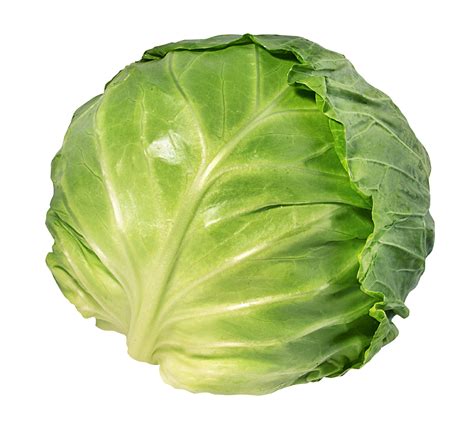 cabbage green connect illawarra