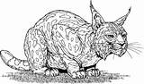 Bobcat Coloring Pages Sneaking Around sketch template