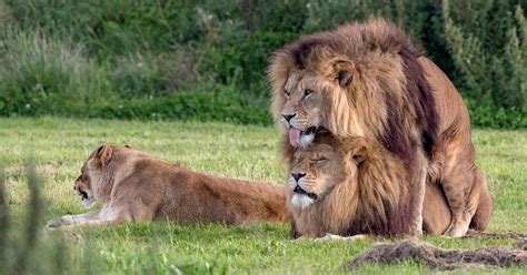 male lions found fornicating in yorkshire wildlife park
