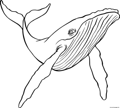 humpback whale coloring page katryncheryl