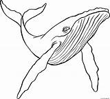 Baleine Humpback Coloriage Bosse Ballena Imprimer Buckelwal Jorobada Animaux Coloriages Wale Dessins sketch template