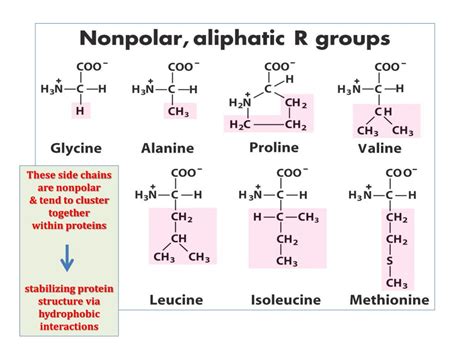 hydrophobic amino acids  nonpolar side chains indianavsera