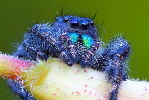 bold jumping spider    local jumping spiders phid flickr