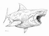 Sharks Megalodon sketch template