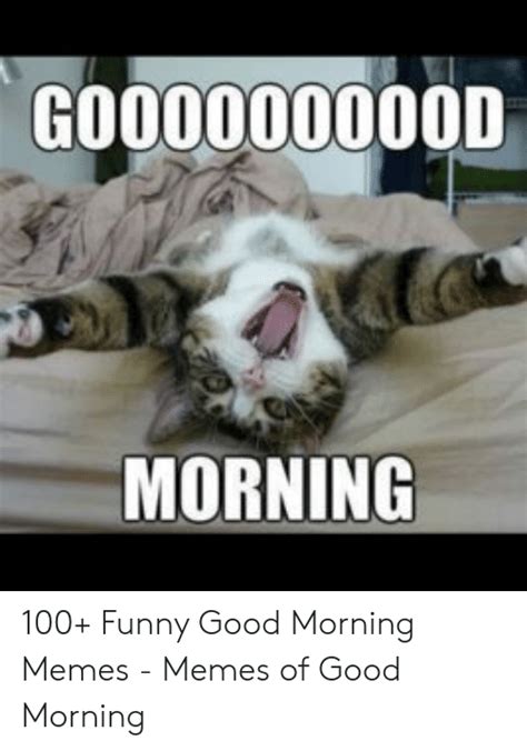 🔥 25 Best Memes About Good Morning Cat Meme Good