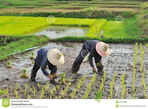 Thai Farmer Planting On The Paddy Rice Farm Royalty Free