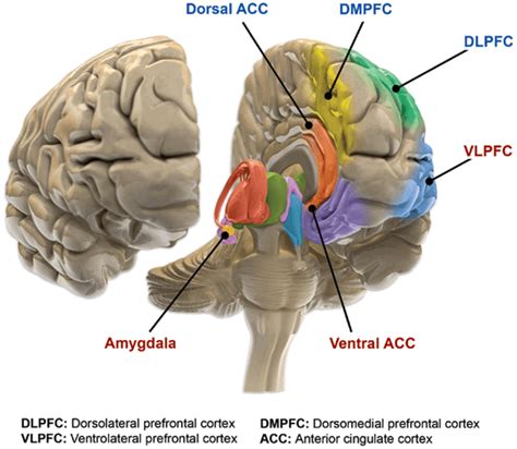 bipolar genetic decode  dna  learn   risks