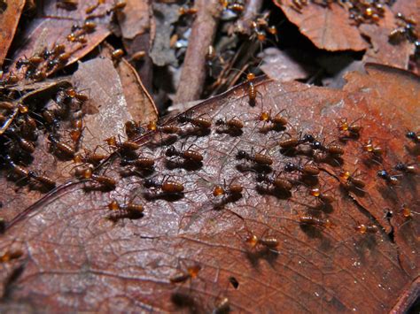 termites amco ranger termite pest solutions amco ranger