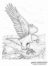Coloring Pages Memorial Gold Rush California Adult Drawing Adults Sheets Older Getdrawings Books Drawings Sketches Eagle Colouring Bald Crayola Bird sketch template