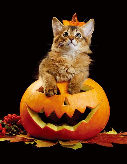 Free Printable Halloween Kitten Creative Center