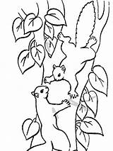 Coloring Climbing Tree Squirrel Pages Drawing Getdrawings sketch template