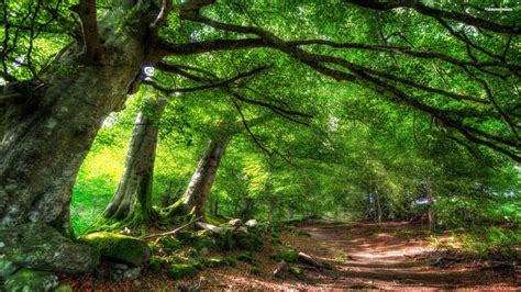 green forest picture hd  green forest