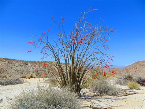 adaptations  desert plants hubpages