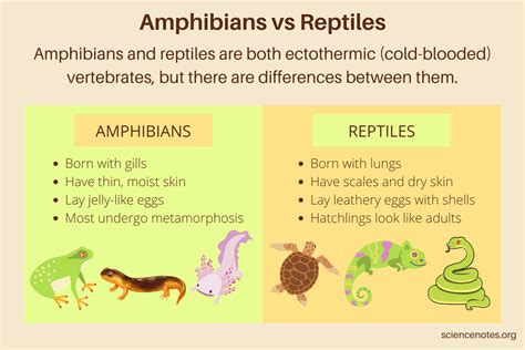 animal classification unit  mammals birds fish reptiles