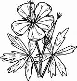 Flower Wildflower Drawing Clipart Wild Svg Stencil Vector Geranium Flowers Petal Monochrome Symmetry Photography Coloring Drawings Book Transparent Pdf Clipartmag sketch template