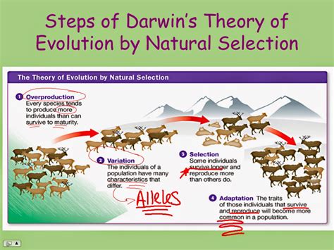 ec honors biology darwins theory  evolution  natural selection