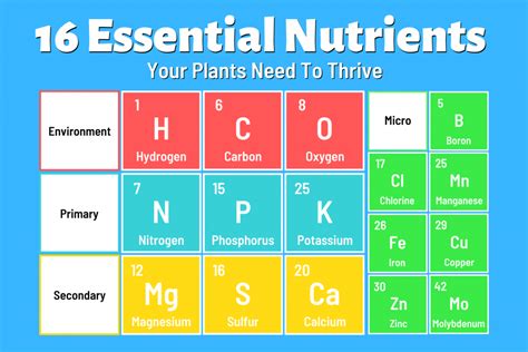 hydroponic nutrients  ultimate guide   essential nutrients