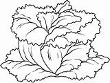 Lettuce Coloring Vegetables Printable Color Getcolorings Pages Pag Getdrawings Preschool Kids sketch template