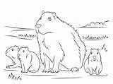Capybara Capibara Imprimir Dibujar Ausmalbilder Kleurplaat Carpinchos Carpincho Ausmalbild Wasserschwein Kleurplaten sketch template