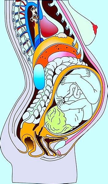 Female Organs Diagram Ilustración De Esquema Muscular Del Cuerpo
