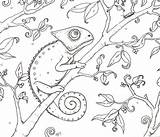 Chameleon Template Coloring Getdrawings Drawing sketch template