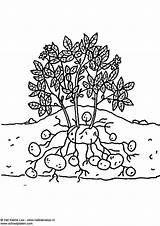 Kartoffelpflanze Malvorlage sketch template
