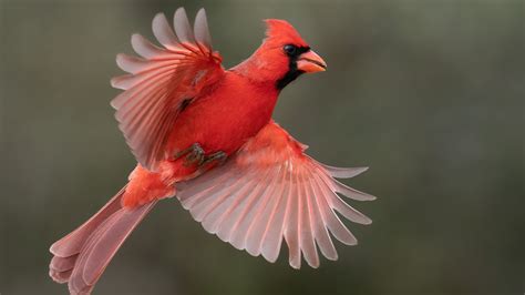 heres    means     cardinal