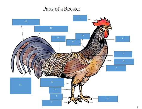 parts   chicken diagram quizlet