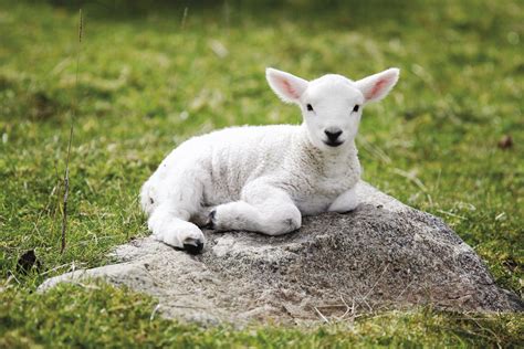 armenias lamb sales  iran increase financial tribune