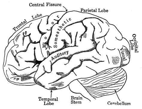 brain  chapter  human nervous system