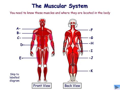 muscular system pictures  kids koibanainfo muscular system