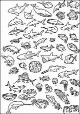 Sea Deep Coloring Pages Creatures Animals Printable Ocean Getcolorings Color Underwater Print Getdrawings sketch template
