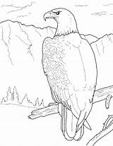 Eagle Coloring Pages Bald Kids Printable Draw sketch template
