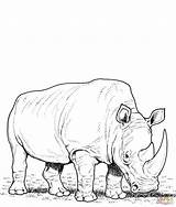 Rinoceronte Rinocerontes Rhinoceros Jumanji Pastando Supercoloring Printables Rhinos Preschool sketch template