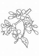 Blossom Cherry Coloring Pages Tree Drawing Outline Japanese Printable Branch Flower Easy Color Apple Getdrawings Template Getcolorings Luxury Clipart Categories sketch template