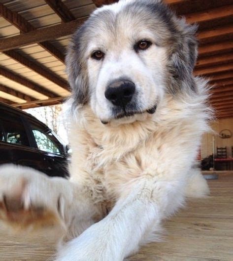 great pyrenees mixed breeds massive majestic mixes great